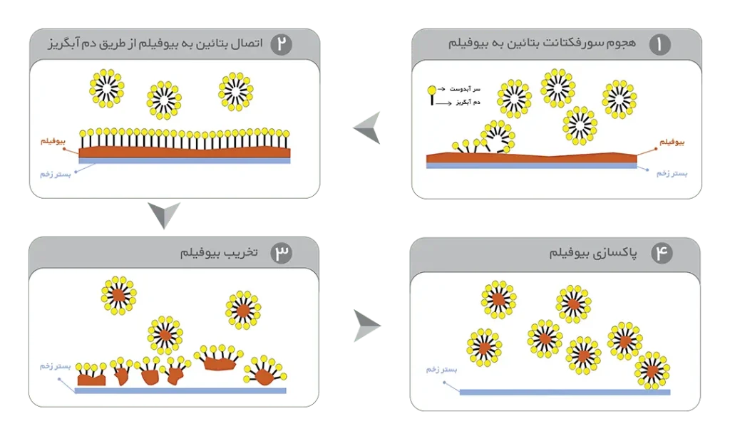 بتائین و رویکرد مقابله با بیوفیلم